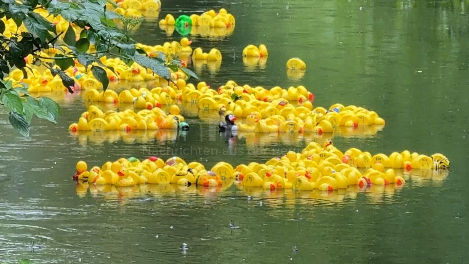 SCHROBENHAUSEN - 🦆 Rettungsenten-Cup am Sonntag (25.05.2025)! 700 gelbe Enten stürzen sich für guten Zweck in die Weilach - Wasserwacht sammelt Geld für neues Boot! 🚤