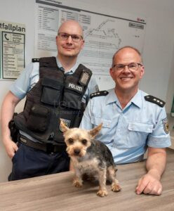 WEIDEN - 🐕 Kleiner Hund auf großer Tour! Bundespolizei rettet am Mittwoch (30.04.2025) herrenlosen Yorkshire Terrier am Bahnhof. Rocky findet sicher zu seinem Besitzer zurück! 🚨