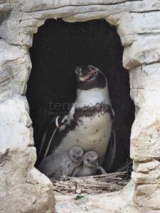 🍼 Tierischer Frühling in Hellabrunn: Zahlreiche Jungtiere – von Nyalas bis Pinguinen – entdecken die Welt. 🌿