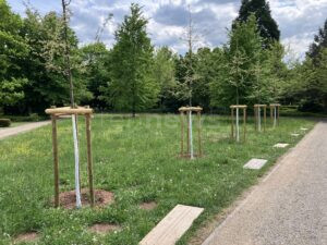 BAD KISSINGEN - 🌳 Stadt versieht neu gepflanzte Bäume mit weißem Schutzanstrich! Initiative "Wir machen's uns grüner" schützt Stadtbäume vor gefährlichen Temperaturschwankungen und Frostrissen - Anstrich hält bis zu sechs Jahre. 🌱