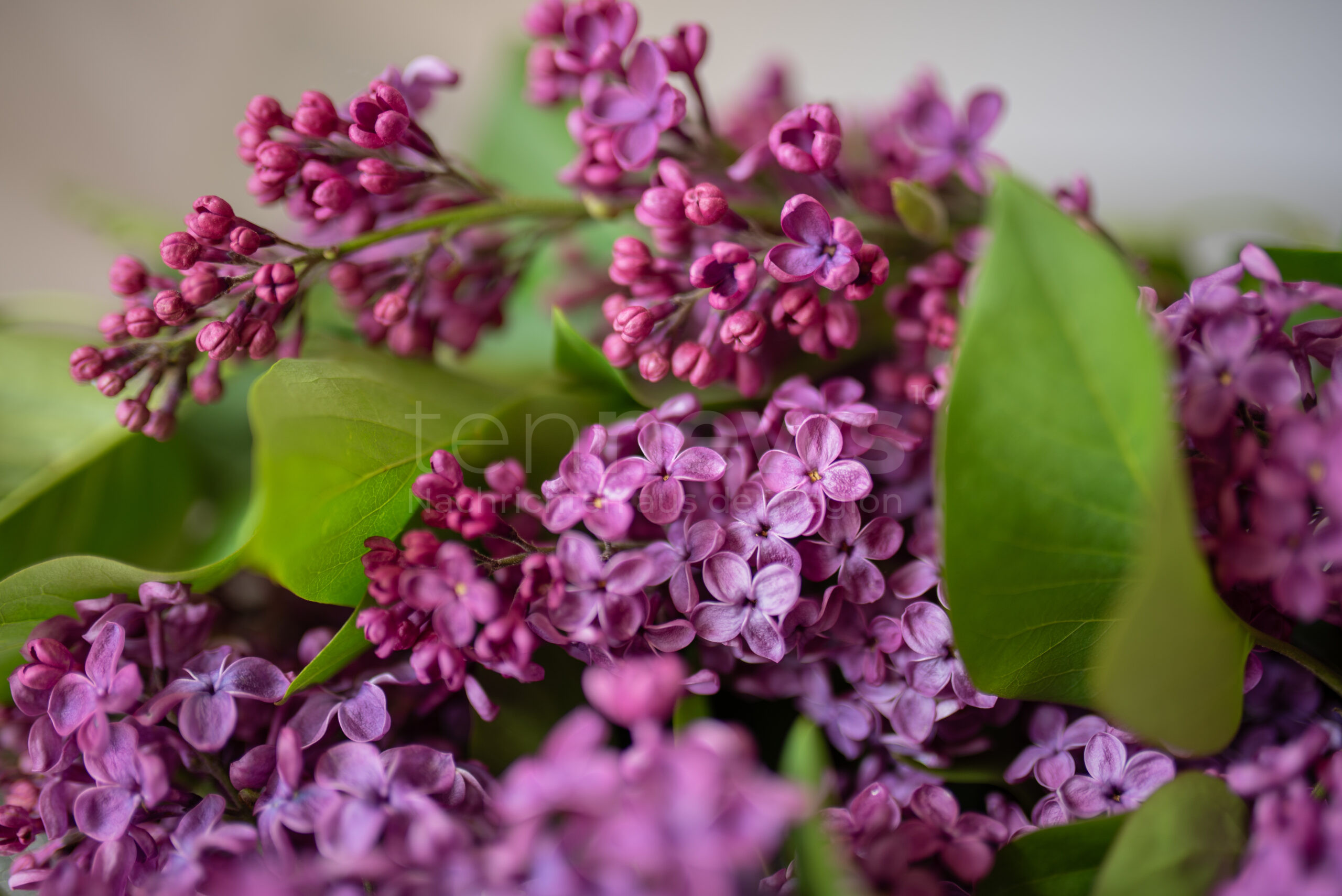 🌱 🌷 Gartenarbeiten im Mai richtig anpacken! Entdecken Sie die fünf wichtigsten Aufgaben, die jetzt erledigt sein müssen – vom Rasen mähen bis zum richtigen Zeitpunkt für die Gemüsepflanzung.