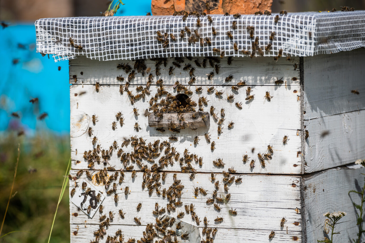 ROHRBACH - 🐝 Bienenstock zwischen Samstag und Montag (05.05.2025) umgeworfen – Honig zerstört, Polizei prüft Artenschutzverstoß 🚓
