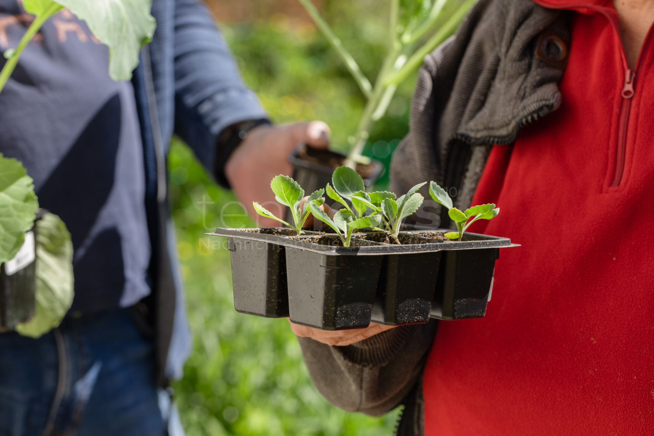 🌱 🌷 Gartenarbeiten im Mai richtig anpacken! Entdecken Sie die fünf wichtigsten Aufgaben, die jetzt erledigt sein müssen – vom Rasen mähen bis zum richtigen Zeitpunkt für die Gemüsepflanzung.