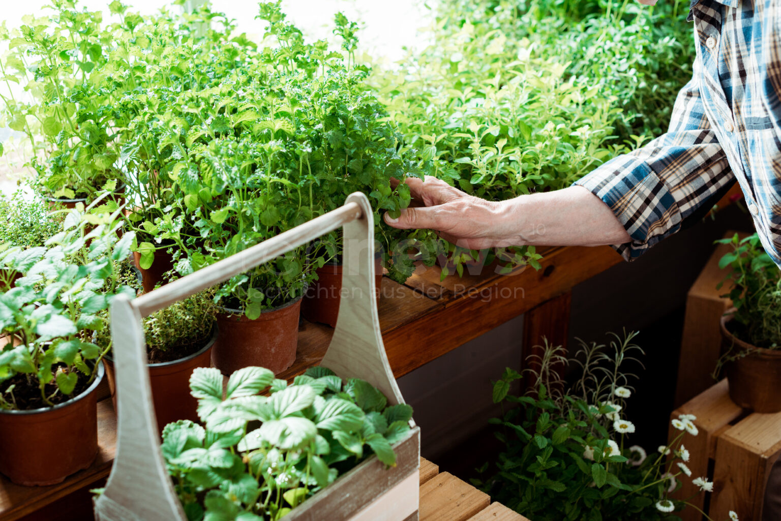 NEUBURG AN DER DONAU - 🌱 Schrebergarten-Diebstahl in der Nacht auf Sonntag (03.08.2025)! Feuertonne und Gießkanne gestohlen - 300 Euro weg! 👮