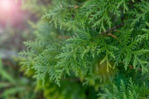 Thuja-Baum brennt nach Unkrautaktion