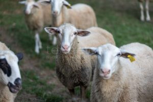 OTTENSOOS - 🐑 Dienstag (13.05.2025): Schafe nahe Gleisbereich unterwegs – Bahnverkehr zwischen Lauf und Hersbruck kurzzeitig gestoppt! 🚆