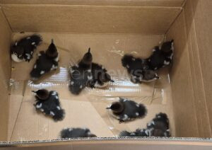MÜHLDORF A.INN - 🦆 Tierrettung am Donnerstag (16.05.2025): Polizei und Passanten retteten verwaiste Gänsesägerküken vor dem Straßenverkehr! Gefährdete Vogelart in Wildtierauffangstation gebracht! 🚔