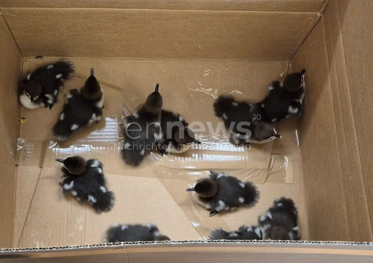 MÜHLDORF A.INN - 🦆 Tierrettung am Donnerstag (16.05.2025): Polizei und Passanten retteten verwaiste Gänsesägerküken vor dem Straßenverkehr! Gefährdete Vogelart in Wildtierauffangstation gebracht! 🚔