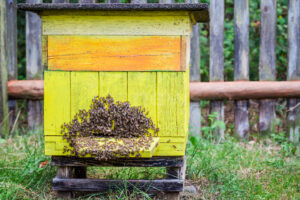 SCHWARZACH BEI NABBURG - 🐝 Merkwürdiger Diebstahl in Wölsendorf Mitte April 2025! Unbekannte stehlen Bienenvölker und Seidenhühner. Polizei vermutet Zusammenhang, sucht Zeugen! 🐓