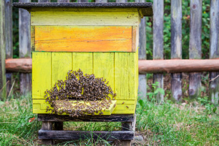 SCHWARZACH BEI NABBURG - 🐝 Merkwürdiger Diebstahl in Wölsendorf Mitte April 2025! Unbekannte stehlen Bienenvölker und Seidenhühner. Polizei vermutet Zusammenhang, sucht Zeugen! 🐓