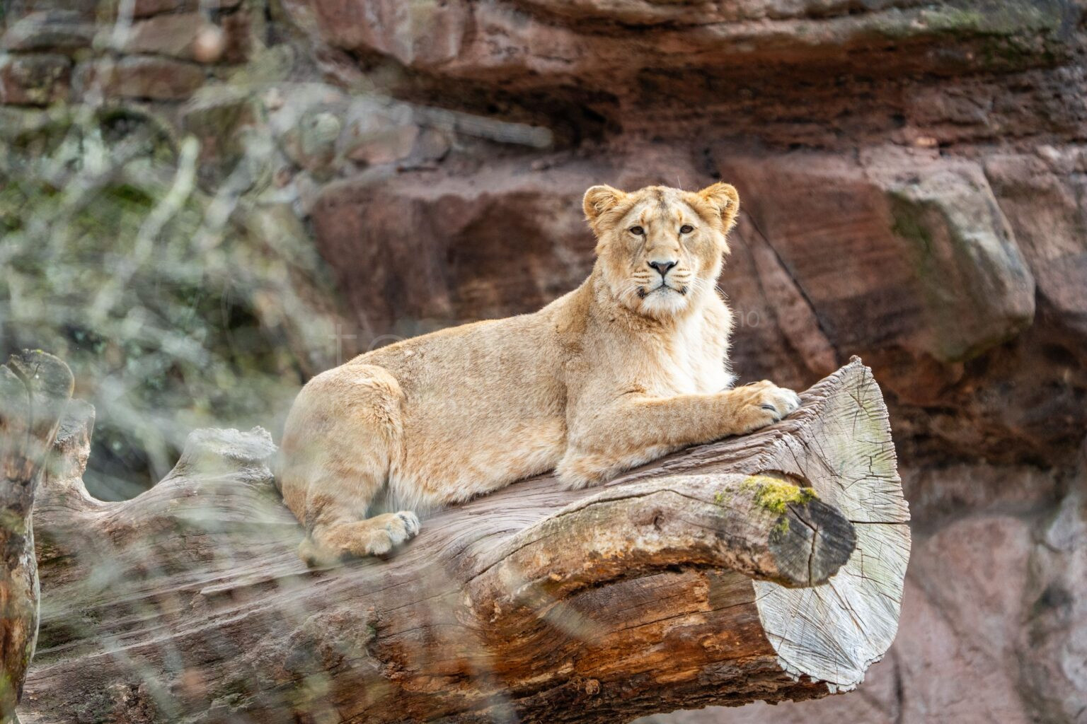NÜRNBERG - 🦁 Löwin Indica am Donnerstag (15.05.2025) nach Polen umgezogen – Tiergarten sichert mit Zucht Programm den Arterhalt! 🌍