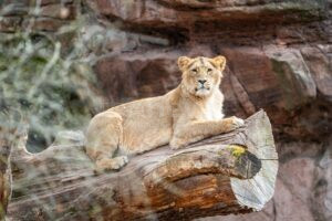 NÜRNBERG - 🦁 Löwin Indica am Donnerstag (15.05.2025) nach Polen umgezogen – Tiergarten sichert mit Zucht Programm den Arterhalt! 🌍