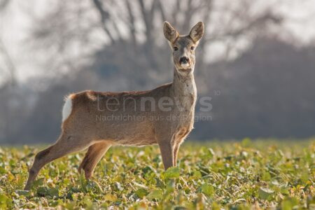 ROTH - 🦌 Mittwoch (14.05.2025): Acht Wildunfälle in einer Nacht – Polizei gibt Tipps zur Vermeidung und erklärt rechtliche Pflichten! ⚠️