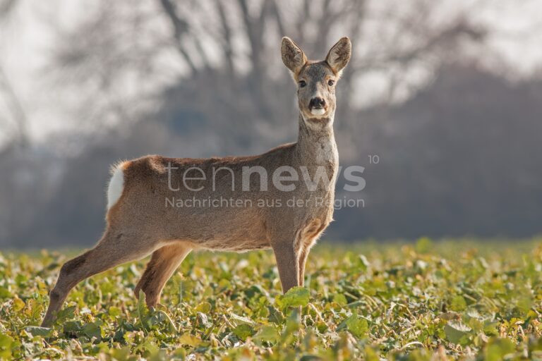 EICHSTÄTT - 🦌 Spektakulärer Unfall am Sonntagabend (18.05.2025)! 18-Jähriger wollte Reh ausweichen, überschlug sich mit seinem Auto und landete im Graben! Zwei Verletzte! 🚑