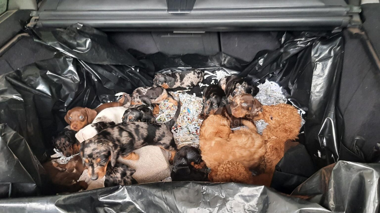 WAIDHAUS – 🐾 20 Welpen im Kofferraum entdeckt (06.06.2025)! Bundespolizei stoppt illegalen Tiertransport an der A6 bei Waidhaus. 🚨