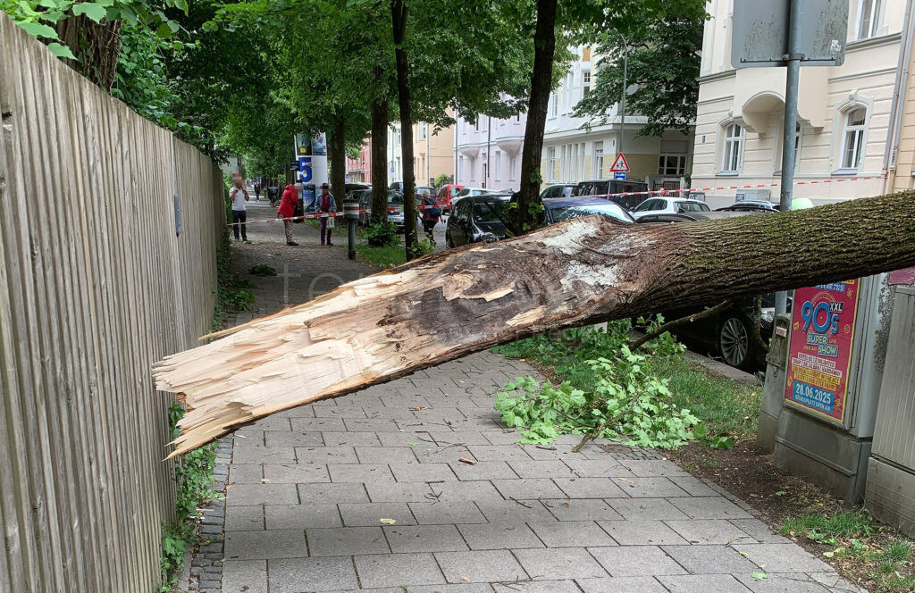 MÜNCHEN – 🌳 Abgebrochener Ast beschädigt am Sonntag (08.06.2025) mehrere Autos und einen Stromkasten. Polizei prüft Standsicherheit des Baumes. 🚨