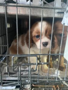 STRAßBURG - 🐕 EU-Parlament stimmt für neue Verordnung gegen kriminellen Heimtierhandel! Besserer Schutz für Hunde und Katzen beschlossen! 🐱