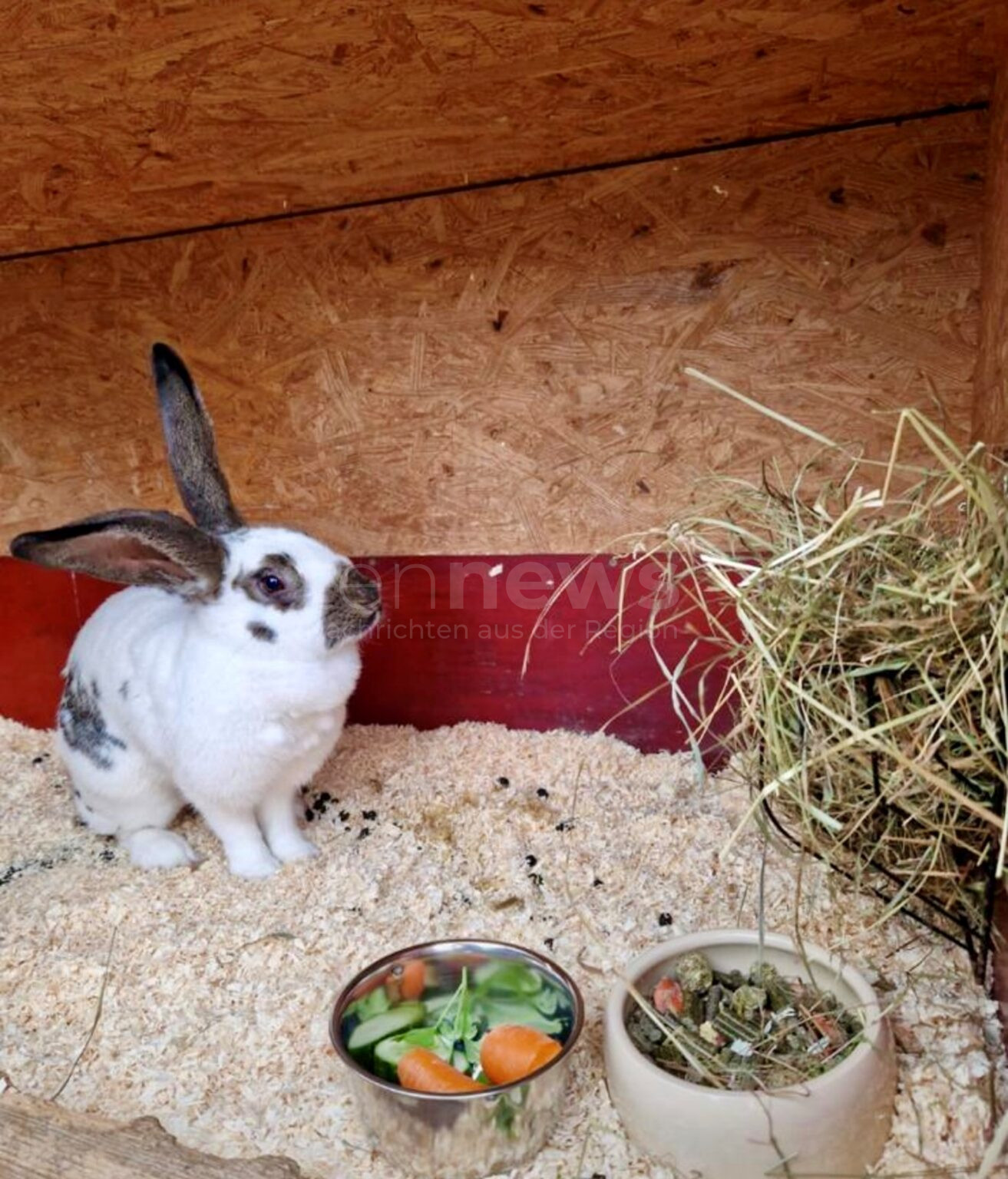 MONHEIM - 🐇 Zwei Stallhasen im Wald ausgesetzt – Polizei ermittelt am Montag (23.06.2025) wegen Verstoßes gegen das Tierschutzgesetz! 🚔