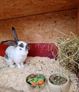 MONHEIM - 🐇 Zwei Stallhasen im Wald ausgesetzt – Polizei ermittelt am Montag (23.06.2025) wegen Verstoßes gegen das Tierschutzgesetz! 🚔