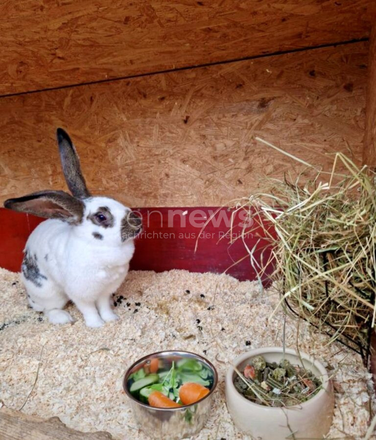 MONHEIM - 🐇 Zwei Stallhasen im Wald ausgesetzt – Polizei ermittelt am Montag (23.06.2025) wegen Verstoßes gegen das Tierschutzgesetz! 🚔