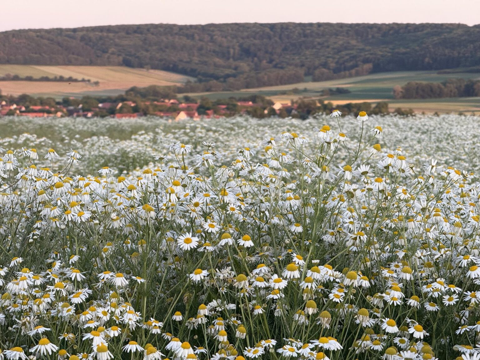DITTENHEIM - 🌼 Wunderschönes Kamillenfeld bei Dittenheim entdeckt! Duftende Oase verzaubert mit weißer Blütenpracht und märchenhafter Stimmung! 🌅