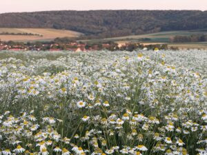 DITTENHEIM - 🌼 Wunderschönes Kamillenfeld bei Dittenheim entdeckt! Duftende Oase verzaubert mit weißer Blütenpracht und märchenhafter Stimmung! 🌅