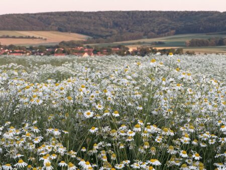 DITTENHEIM - 🌼 Wunderschönes Kamillenfeld bei Dittenheim entdeckt! Duftende Oase verzaubert mit weißer Blütenpracht und märchenhafter Stimmung! 🌅
