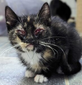 🐾 SPD debattiert bundesweite Kastrationspflicht für Katzen: Ein starkes Signal für den Tierschutz könnte folgen. 🐱