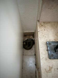 WAIDHOFEN - 🐍 Schlange am Donnerstagnachmittag (12.06.2025) im Wohnhaus! Feuerwehr fängt harmlose Ringelnatter unter Treppe ein! 🚒