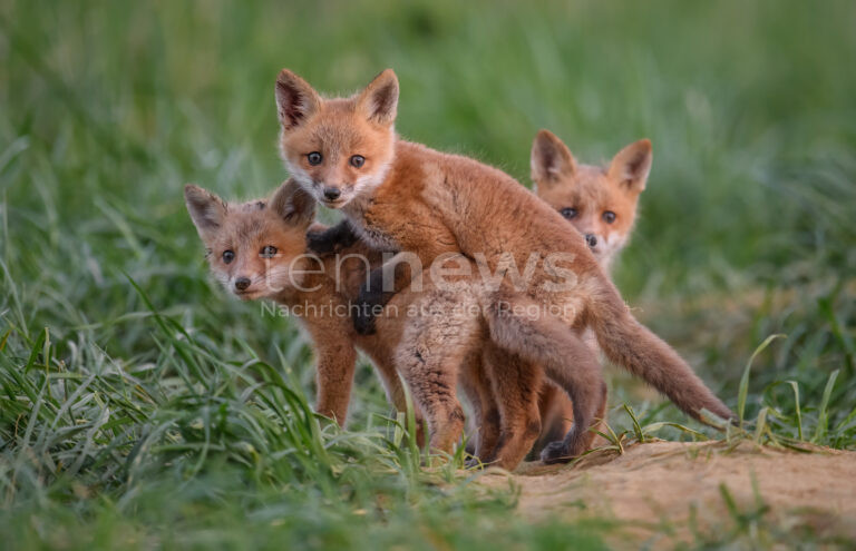 MÜNCHEN - 🦊 Feuerwehr rettet Fuchsfamilie aus Olympiahalle am Sonntag (22.06.2025)! Tiere lebten im Lüftungsschacht – nun wieder sicher in Freiheit! 🚒