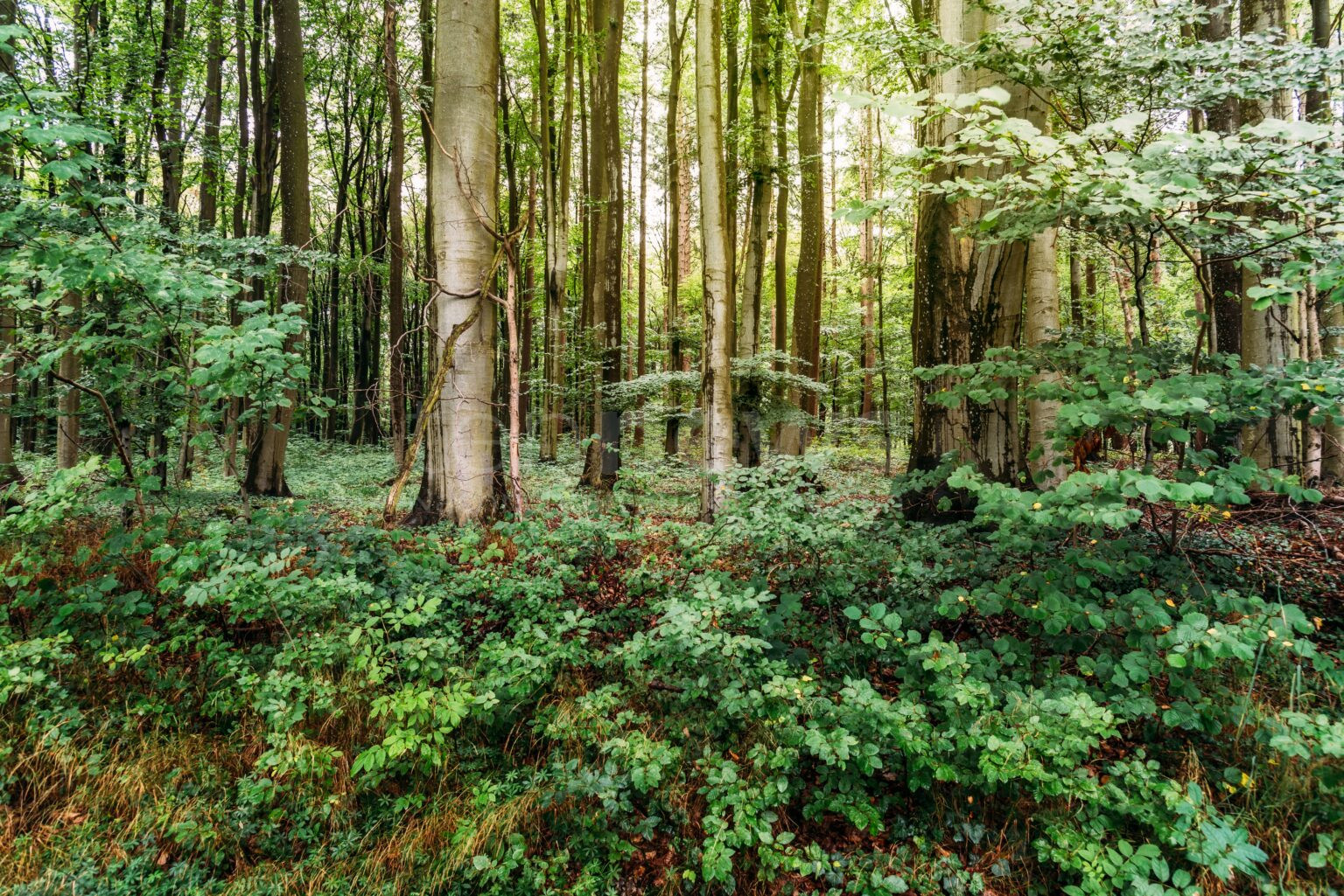 BONN – 🌳 Waldzustandsbericht zeigt: Deutsche Wälder weiterhin massiv geschädigt – SDW fordert am Mittwoch (11.06.2025) politischen Kurswechsel 🔥