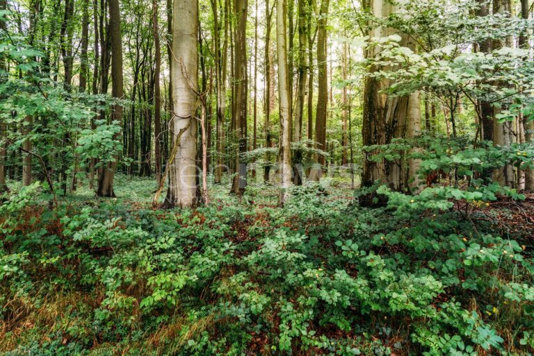BONN – 🌳 Waldzustandsbericht zeigt: Deutsche Wälder weiterhin massiv geschädigt – SDW fordert am Mittwoch (11.06.2025) politischen Kurswechsel 🔥