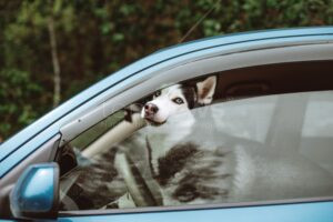 CHIEMING – 🐶 Die Polizei befreite am Donnerstag (20.06.2025) einen Hund aus einem Auto – Halter saß bei Sommerhitze in der Eisdiele. 🌡️
