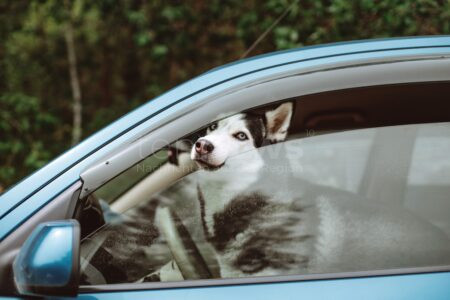 CHIEMING – 🐶 Die Polizei befreite am Donnerstag (20.06.2025) einen Hund aus einem Auto – Halter saß bei Sommerhitze in der Eisdiele. 🌡️