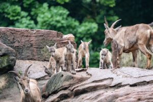 NÜRNBERG – 🐐 Nachwuchs bei den Steinböcken im Tiergarten: Am Donnerstag (12.06.2025) meldete der Zoo neun Kitze – einige sollen 2026 ausgewildert werden. 🏔️