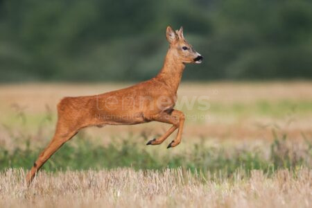 REICHERTSHOFEN - 🦌 Reh läuft Pedelec-Fahrer (76) am Sonntag (29.06.2025) über den Weg! Sturz mit leichten Verletzungen im Feilen Forst! 🚴