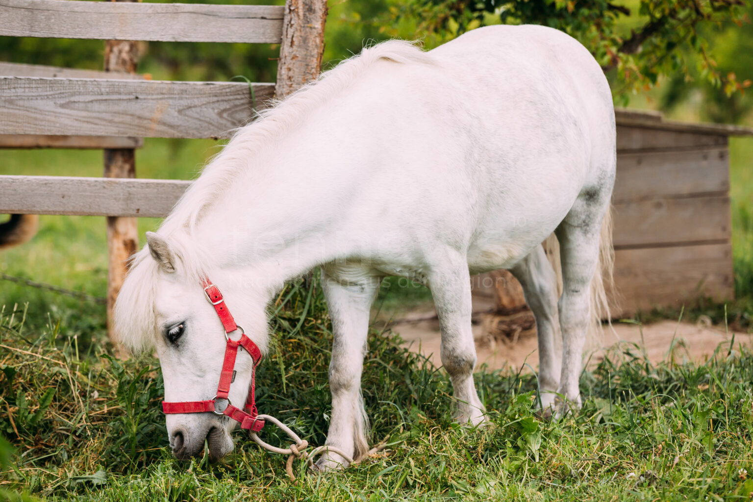 KARLSHULD - 🐴 Weißes Pony am Montag (30.06.2025) nachts um 2:45 Uhr auf Hauptstraße unterwegs! Süßer Ausreißer fand allein zurück! 🌙
