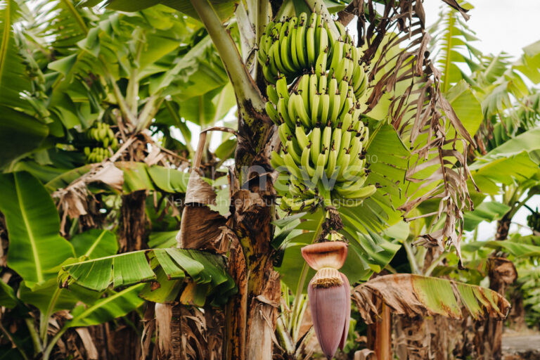 SCHWABACH - 🍌 Dreister Diebstahl zwischen Donnerstag (19.06.2025) und Donnerstag (26.06.2025)! Unbekannte stehlen Bananenbaum von Verkehrsinsel! 🚔