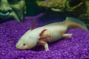 HANNOVER – 🧬 Einzigartige Moleküle aus dem Axolotl greifen laut Medienberichten am Donnerstag (19.06.2025) in Labortests gezielt Krebszellen an. 🔬