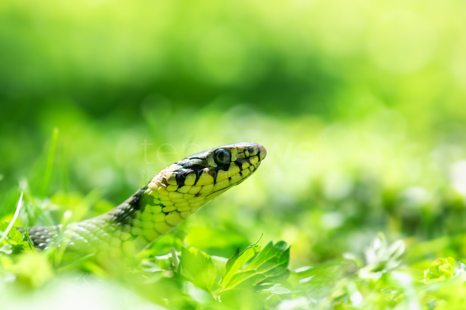 KLOSTERLECHFELD - 🐍 Schlangen-Schreck am Dienstag (10.06.2025)! Ein Meter lange Ringelnatter im Garten sorgt für Aufregung! 📸
