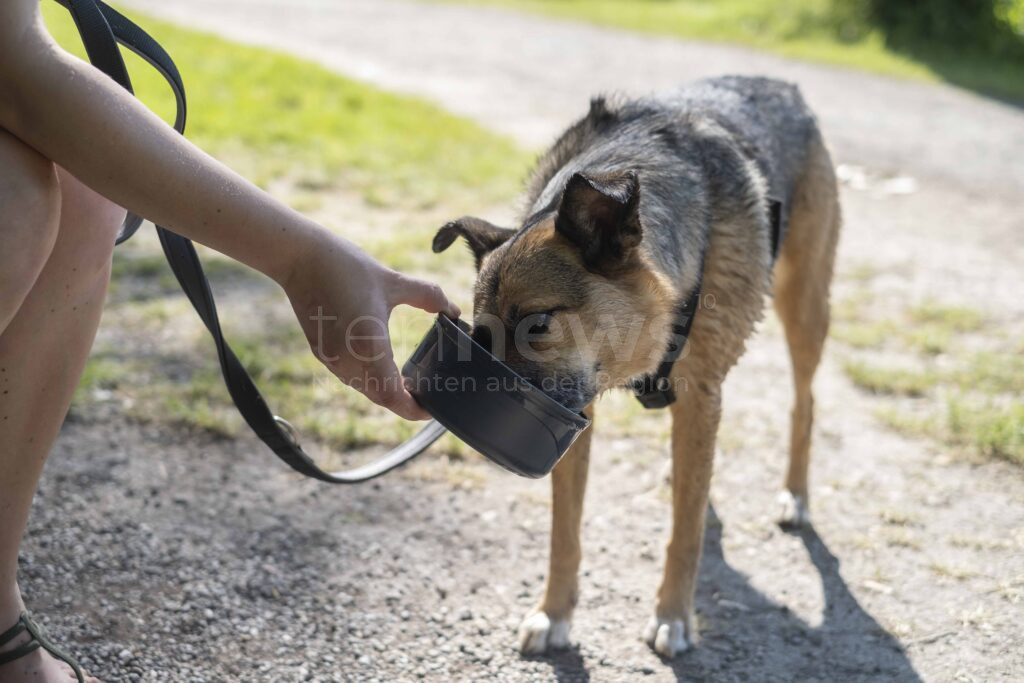 STUTTGART / DEUTSCHLAND - ☠️ Blaualgen-Alarm durch warme Temperaturen an deutschen Seen. PETA warnt am Dienstag (15.07.2025) vor Lebensgefahr für Hunde! 🐕