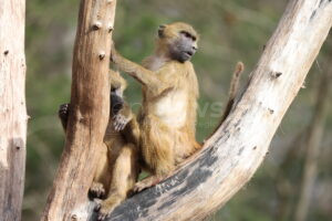 NÜRNBERG – Dienstag (29.07.2025): Zwölf Paviane im Tiergarten getötet. PETA spricht von Straftat, kündigt Anzeige an und ruft zum Boykott auf 🐒⚖