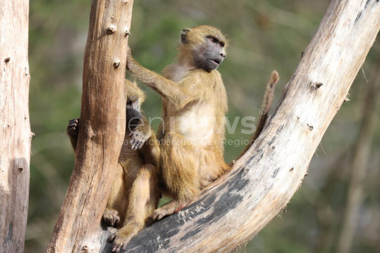 NÜRNBERG – Dienstag (29.07.2025): Zwölf Paviane im Tiergarten getötet. PETA spricht von Straftat, kündigt Anzeige an und ruft zum Boykott auf 🐒⚖