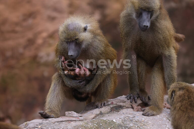 NÜRNBERG - 🐒 Tiergarten tötet 12 Paviane am Dienstag (29.07.2025)! Tierschützer stürmen Gelände - Polizei im Großeinsatz! 🚔