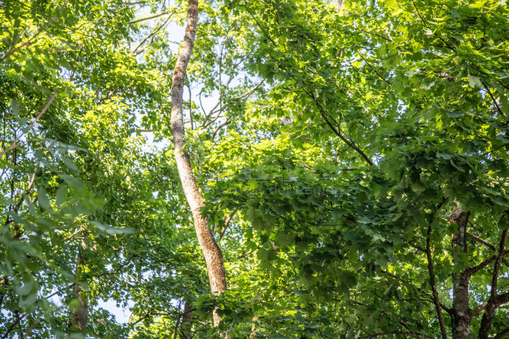 MÜNCHEN - 🌳 Hitzestress durch Trockenheit lässt Bäume am Montag (30.06.2025) Blätter abwerfen! Extremer Wassermangel bedroht Münchens Grün! 🍂