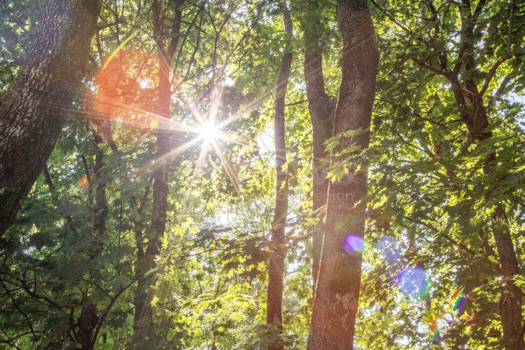 MÜNCHEN - 🌳 Hitzestress durch Trockenheit lässt Bäume am Montag (30.06.2025) Blätter abwerfen! Extremer Wassermangel bedroht Münchens Grün! 🍂