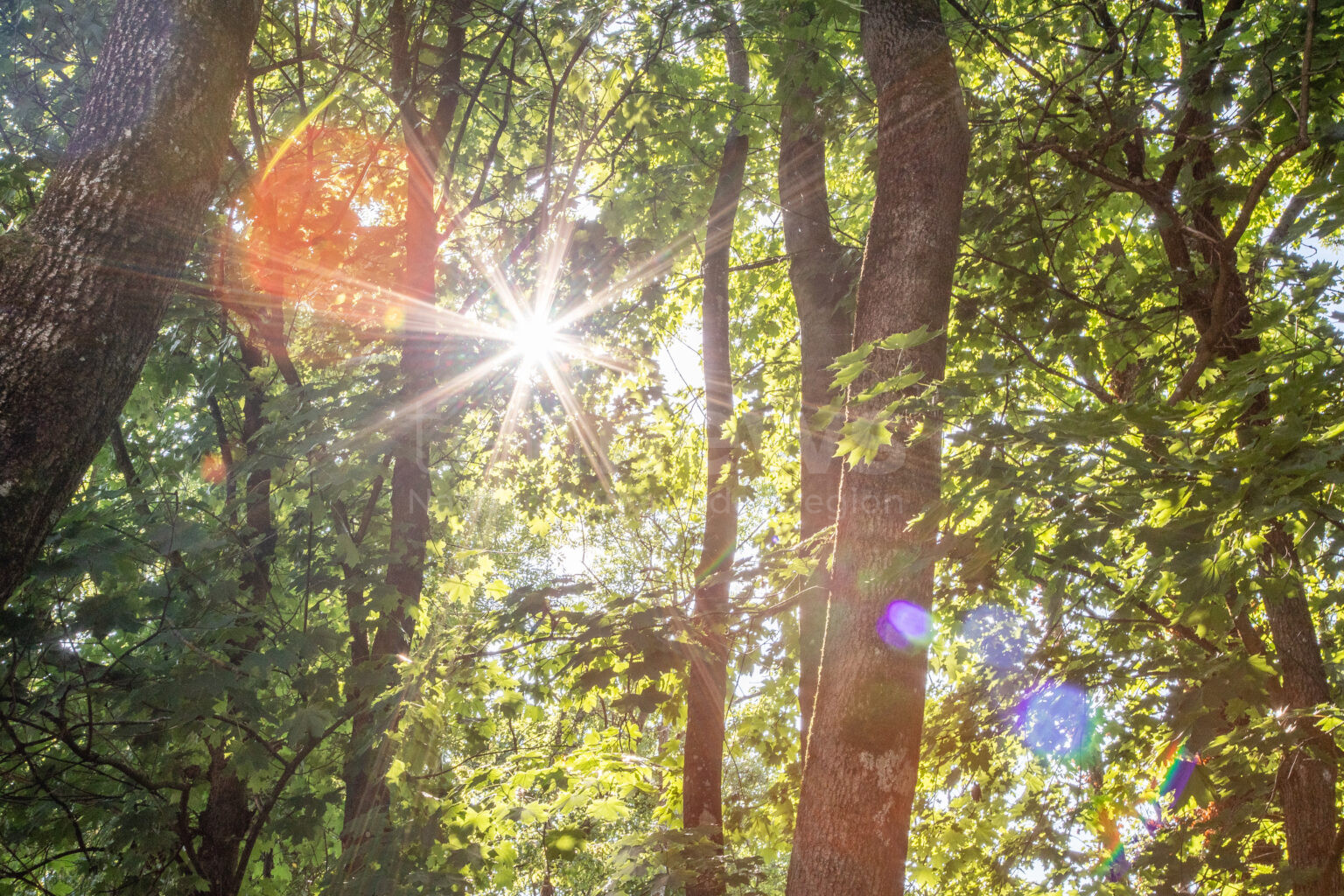 KAUFBEUREN - 🌳 Stadt und BUND Naturschutz rufen zur Baum-Erfassungsaktion auf: Bäume auf Privatgrundstücken melden, App nutzen, Stadtklima stärken! 📱