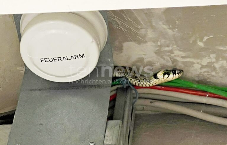 MÜNCHEN - 🐍 Ringelnatter verirrt sich am Freitag (18.07.2025) in Gebäude! Feuerwehr findet Schlange in Sicherungskasten und rettet sie! 🚒