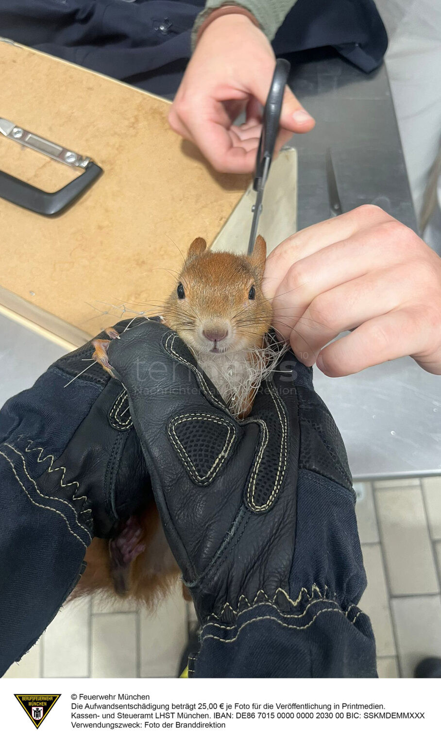 MAXVORSTADT - 🐿️ Eichhörnchen am Sonntag (27.07.2025) aus Balkonnetz gerettet! Feuerwehr befreit Tier – unverletzt entlassen. 🚒