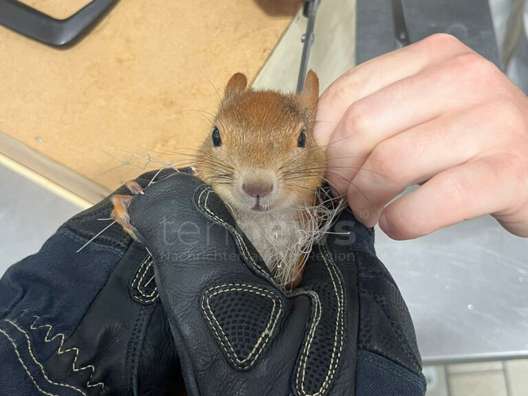 MAXVORSTADT - 🐿 Eichhörnchen am Sonntag (27.07.2025) aus Balkonnetz gerettet! Feuerwehr befreit Tier – unverletzt entlassen. 🚒